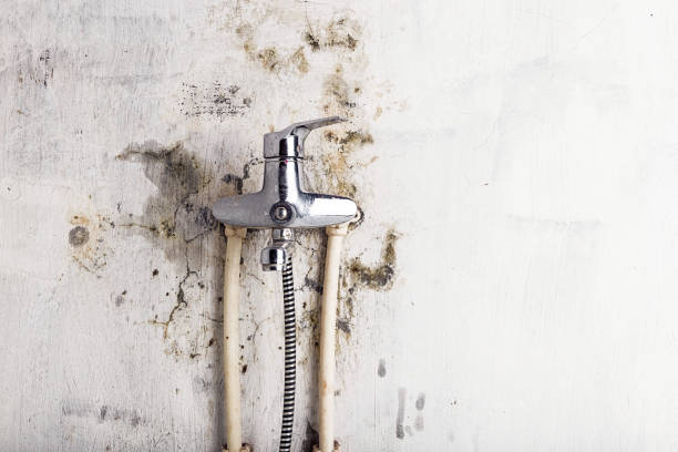 Best Insurance-Related Mold Remediation in Windham, OH