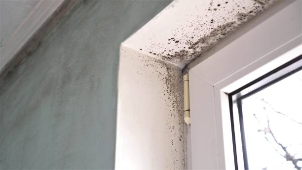 Best HVAC Mold Remediation in Windham, OH