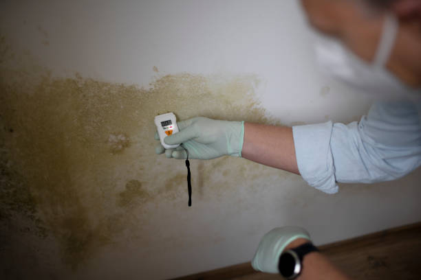 Best Post-Flood Mold Remediation in Windham, OH