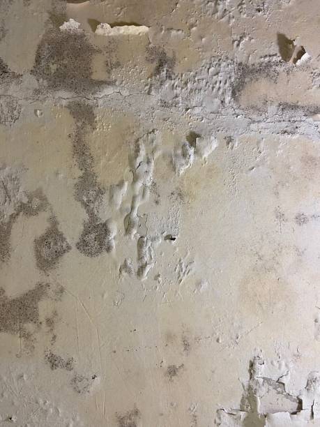 Best Crawl Space Mold Remediation in Windham, OH