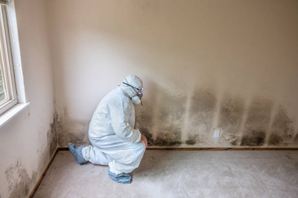 Best Attic Mold Remediation in Windham, OH