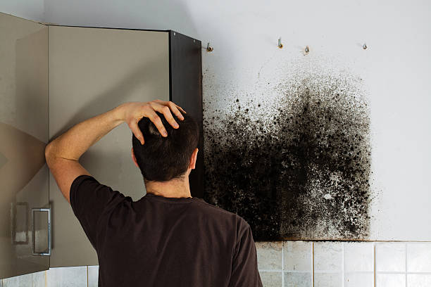 Best Kitchen Mold Remediation in Windham, OH